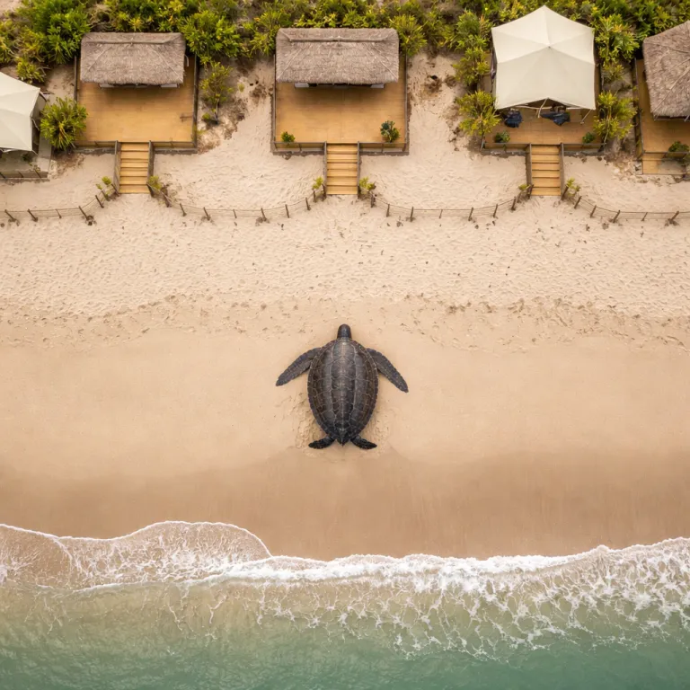 Leatherback Season at Grande Riviere: How the Best Hotels Stage the Encounter