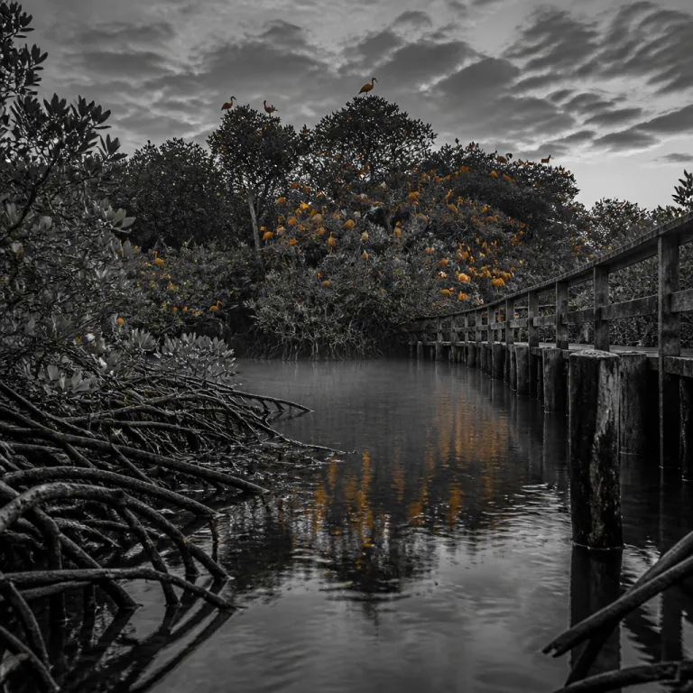 Caroni Swamp After Hours: How Trinidad's Scarlet Ibis Encounter Beats the Tour-Bus Version