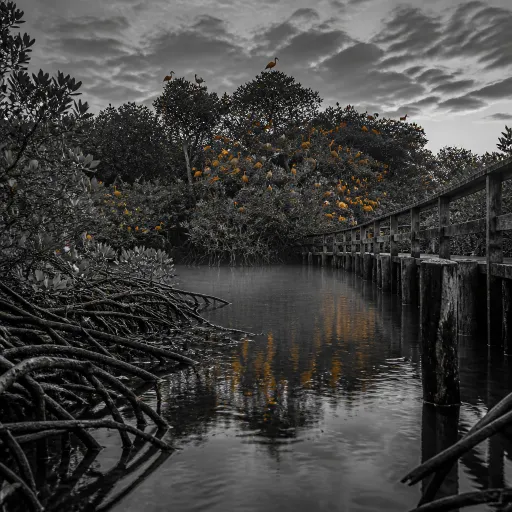 Caroni Swamp After Hours: How Trinidad's Scarlet Ibis Encounter Beats the Tour-Bus Version